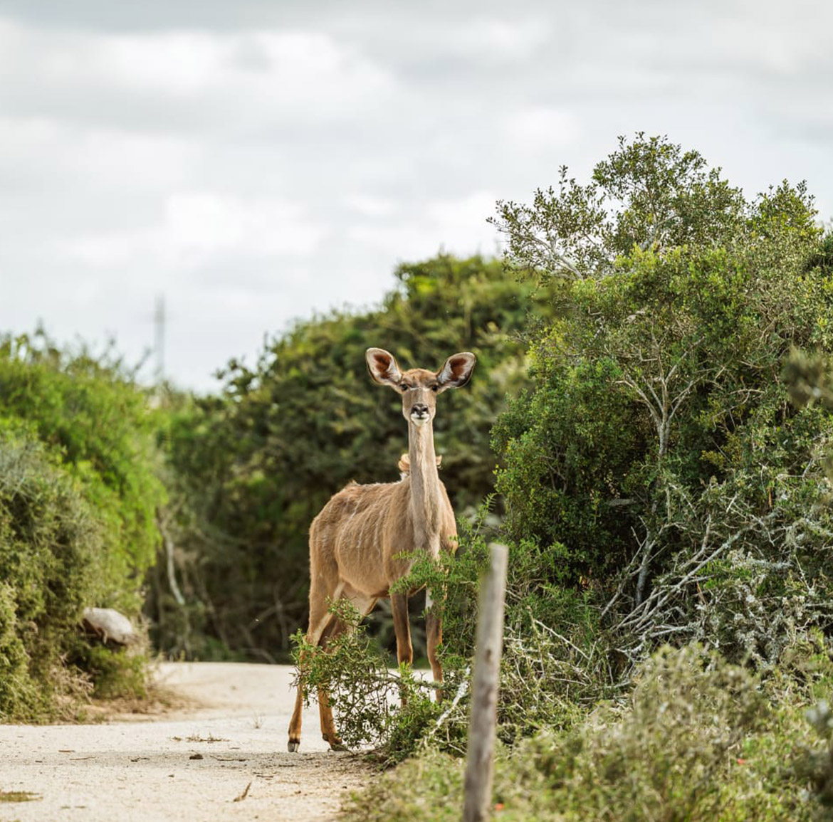 Wildlife at Parkview Safari Lodge