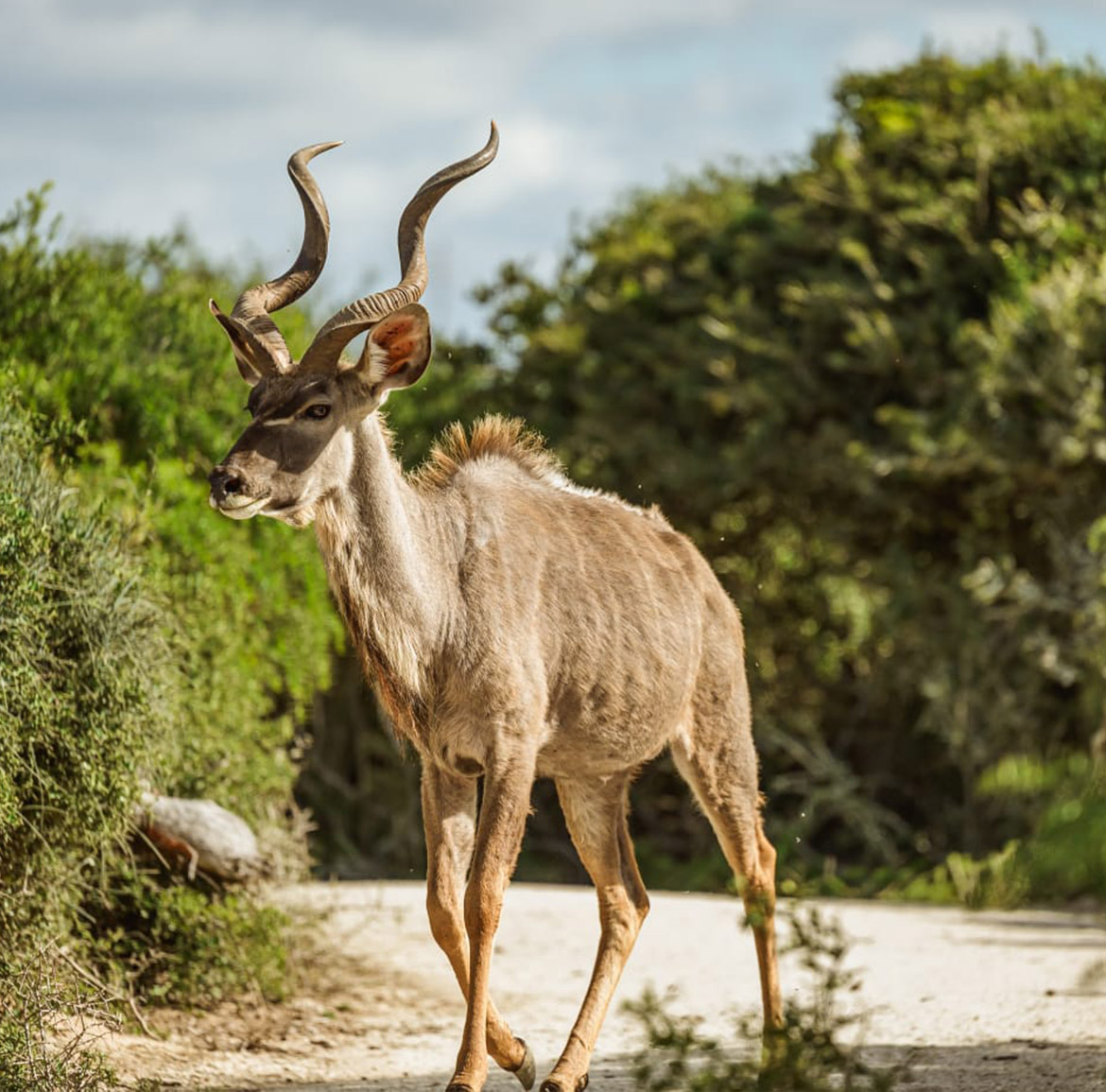 Wildlife at Parkview Safari Lodge