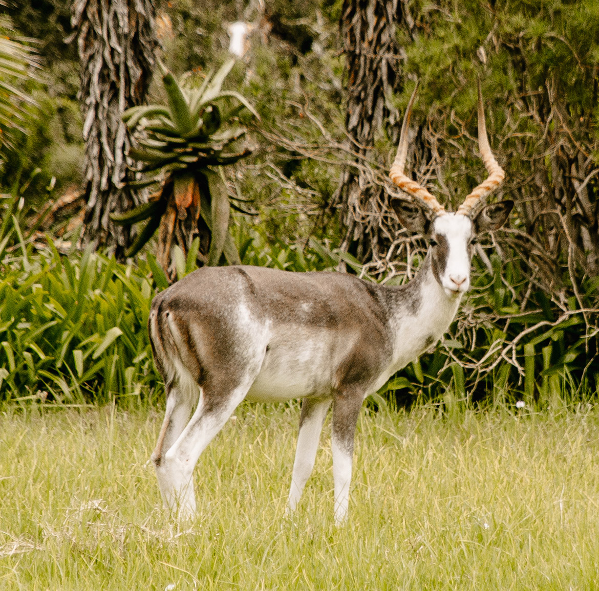 Wildlife at Parkview Safari Lodge