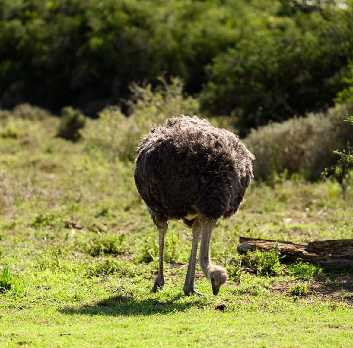 Wildlife at Parkview Safari Lodge