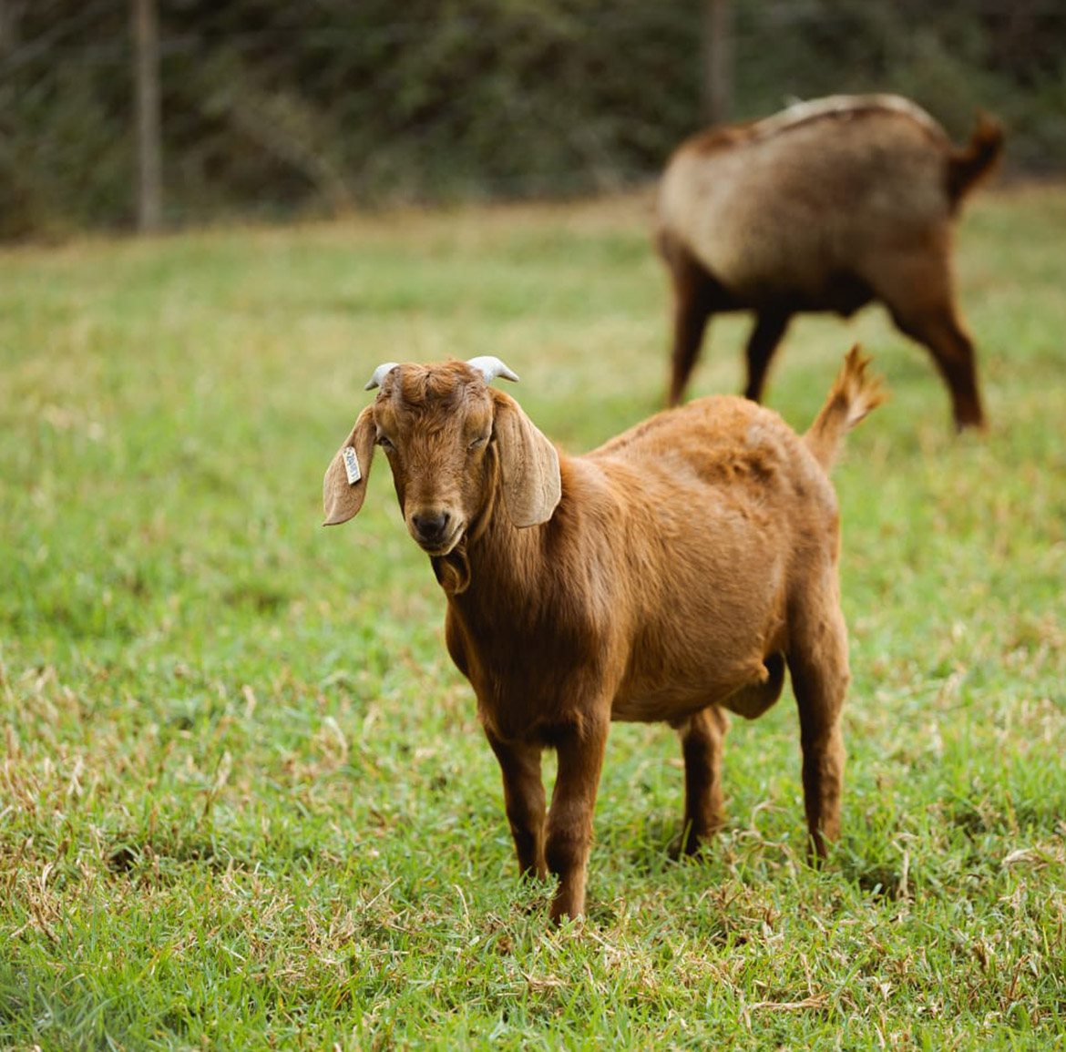 Wildlife at Parkview Safari Lodge