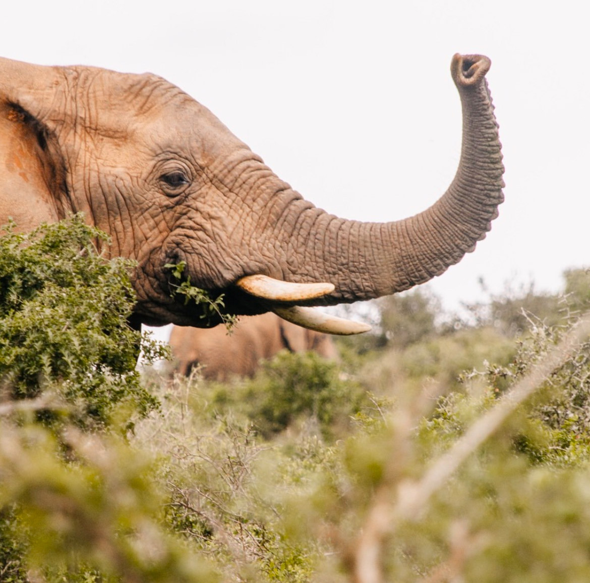 Wildlife at Parkview Safari Lodge