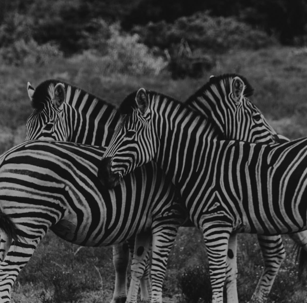 Wildlife at Parkview Safari Lodge